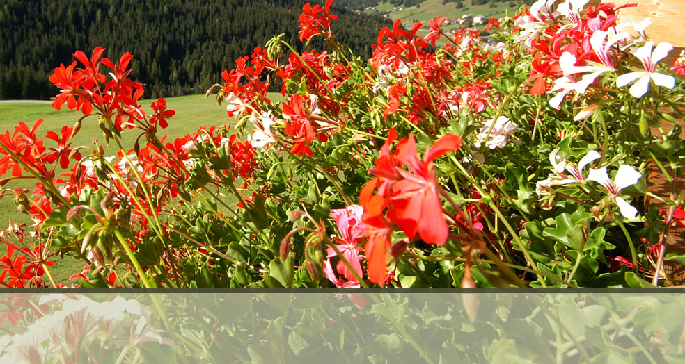 Summer in Alta Badia